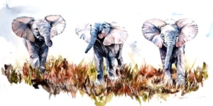 Animals